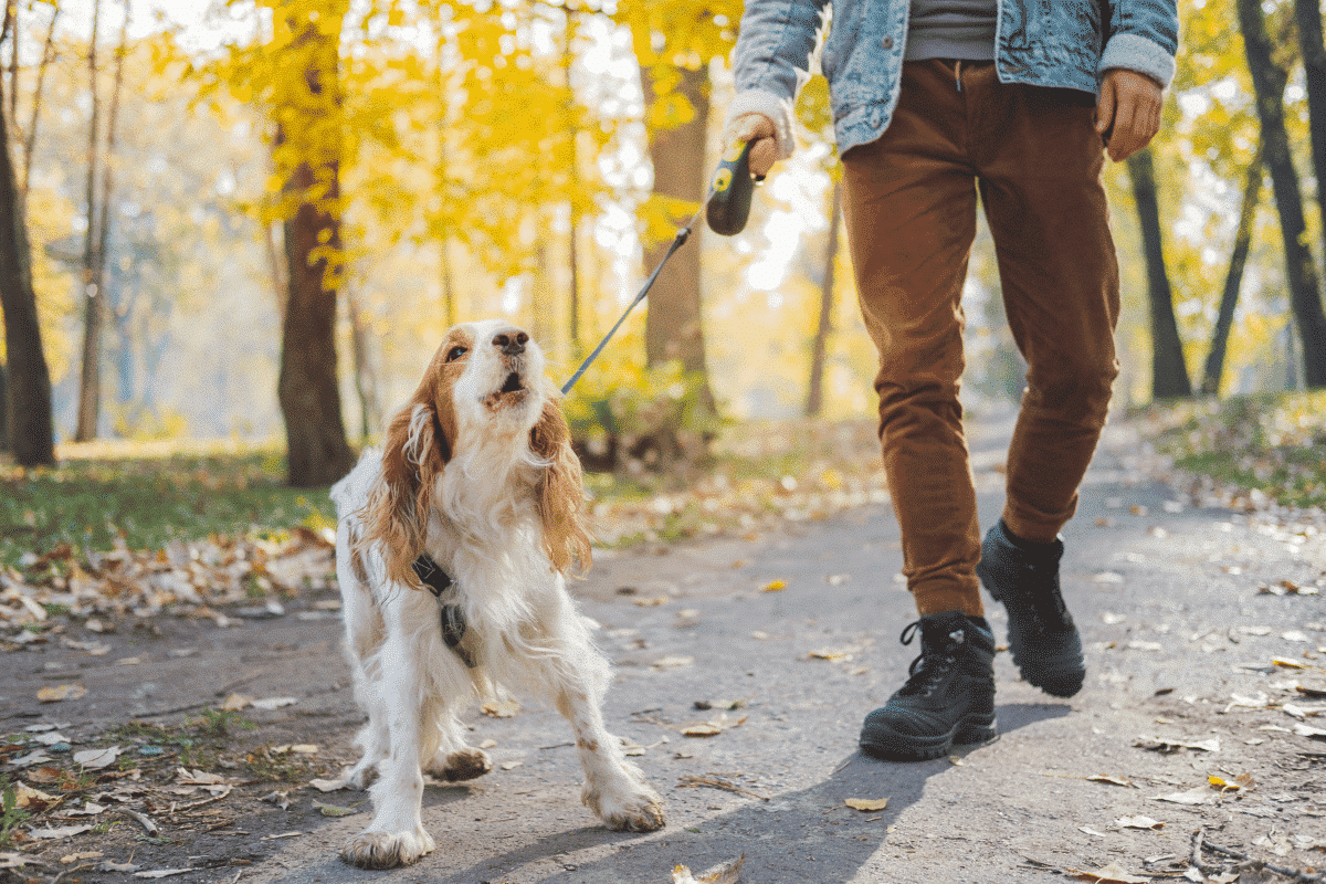 Dog on leash