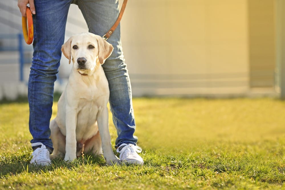 why does dog bite leash