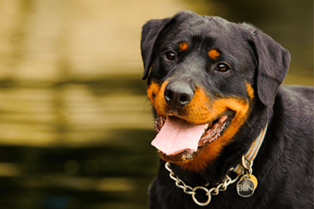 Rottweiler Dog