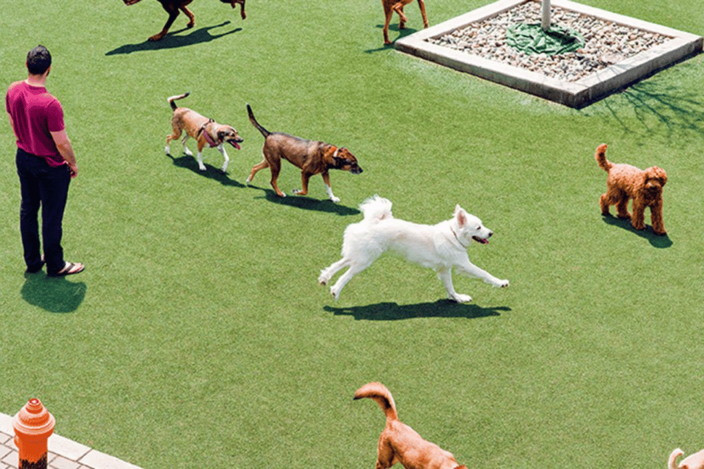 Dog Park Near Norristown