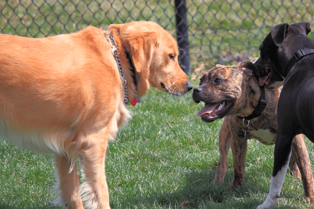 Dogs playing at park