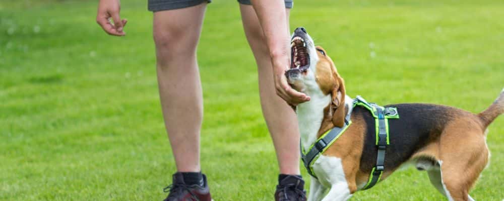 Dog's teeth nearing person's hand - dog bite lawyer