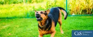 A wild dog on attack