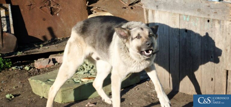 Dog about to attack somebody